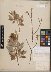 Foto von Salix caprea L. x Salix eleagnos Scop.